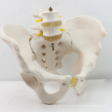 PELVIS04 (12341) Adult Männlichen Becken Modell mit 2 stücke Lendenwirbelsäule, Medizinische Anatomische Becken Skelett Modell